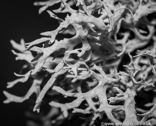 Just started a new macro gallery