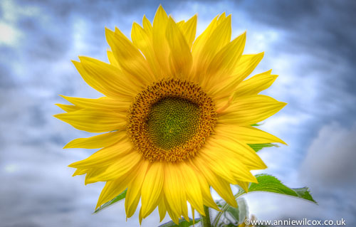 Is there anyone that doesn’t love a sunflower?