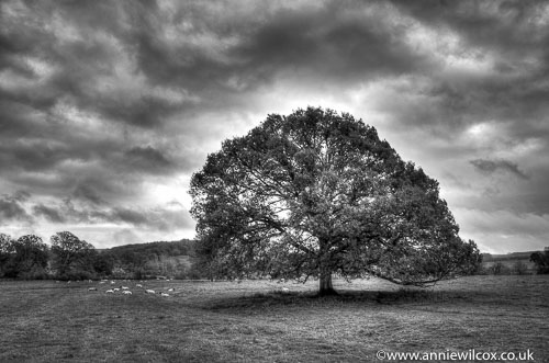 The Tree of Life