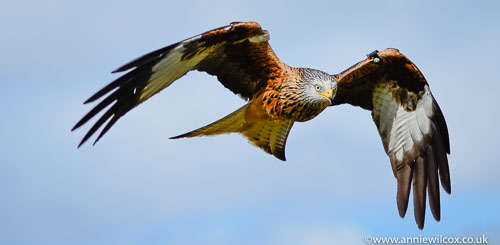 Red Kites