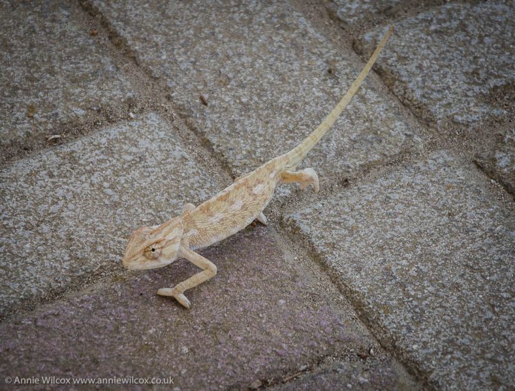 Mr Chameleon