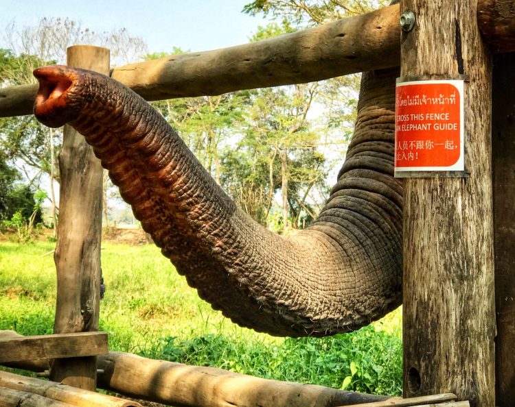Elephant Valley Thailand