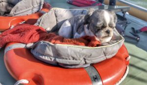 Anne_Wilcox_Photography_travelling_with_a_camera_Maunsell_Forts_Whitstable_Greta_1892_Alfie_dog